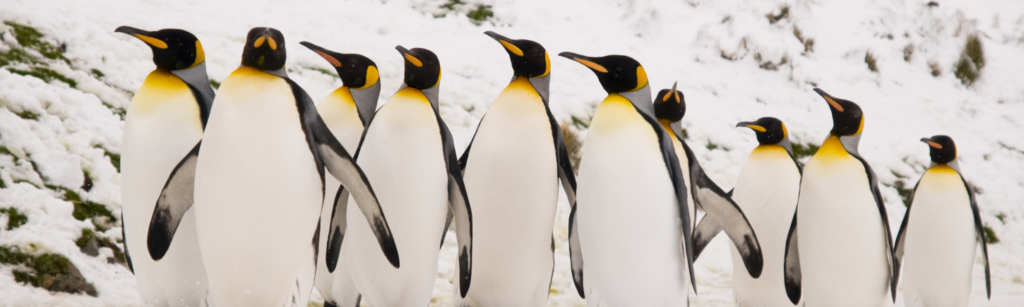 King emperor penguins marching